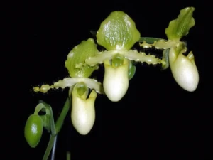 Bild von Paphiopedilum primulinum 1